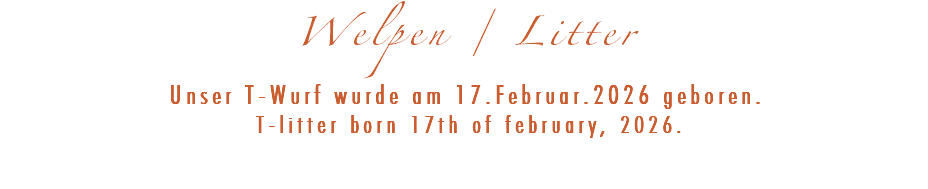 Welpen / Litter Unser T-Wurf wurde am 17.Februar.2026 geboren. T-litter born 17th of february, 2026. 