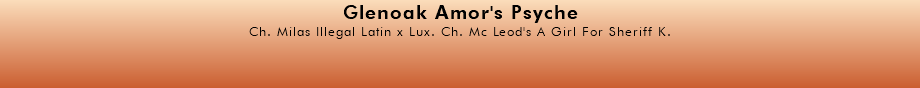 Glenoak Amor's Psyche Ch. Milas Illegal Latin x Lux. Ch. Mc Leod's A Girl For Sheriff K. 