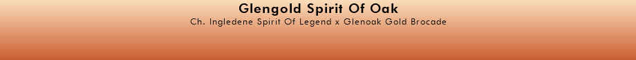 Glengold Spirit Of Oak Ch. Ingledene Spirit Of Legend x Glenoak Gold Brocade 